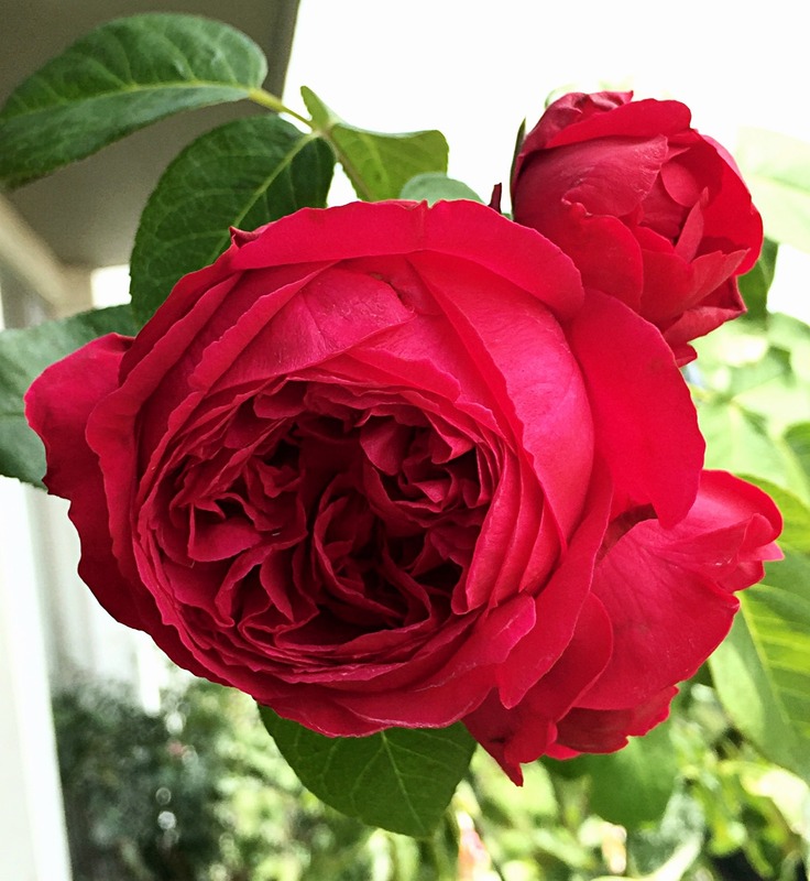 'Red Eden ™' rose photo