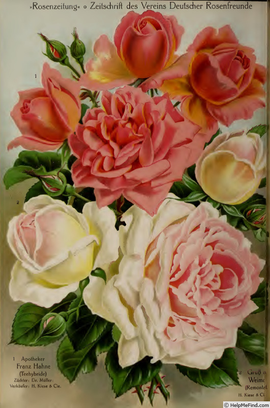 'Apotheker Franz Hahne' rose photo
