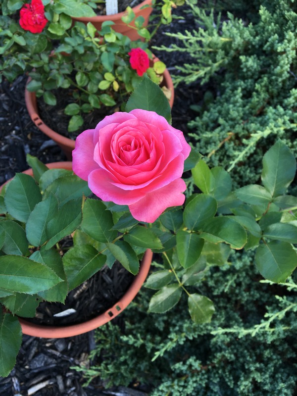 'Grandma's Blessing' rose photo