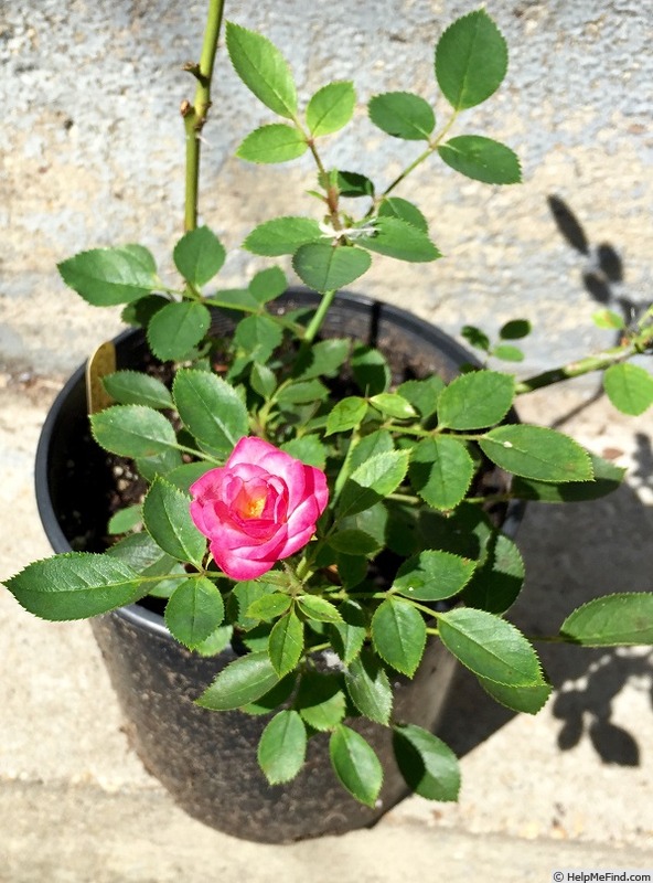 'BEKDSC' rose, click to enlarge 'BEKDSC' rose photo