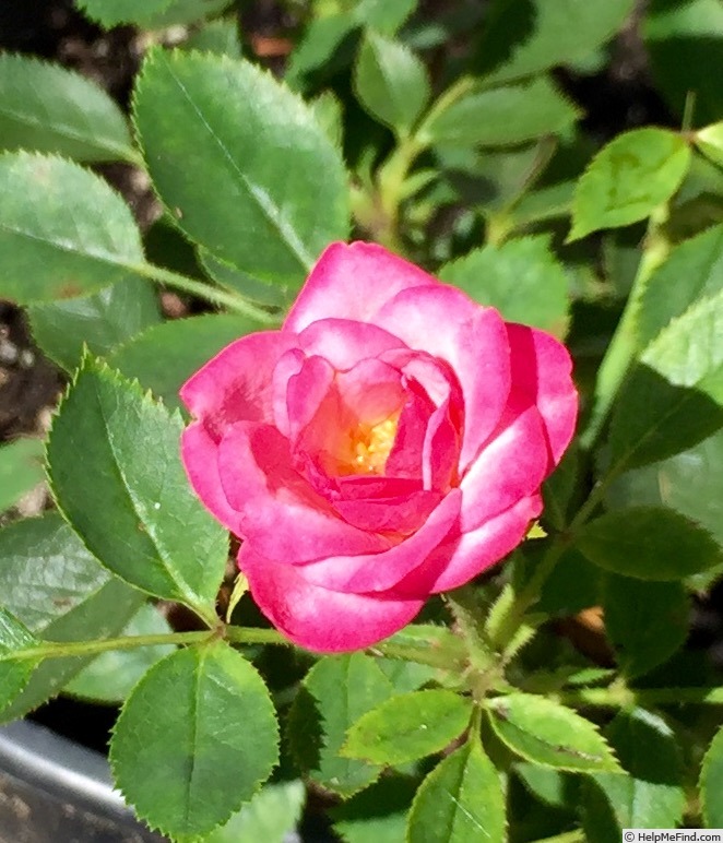 'BEKDSC' rose photo