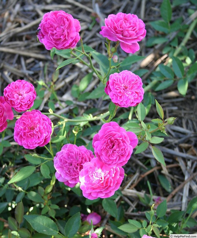 'O19 P2' rose photo