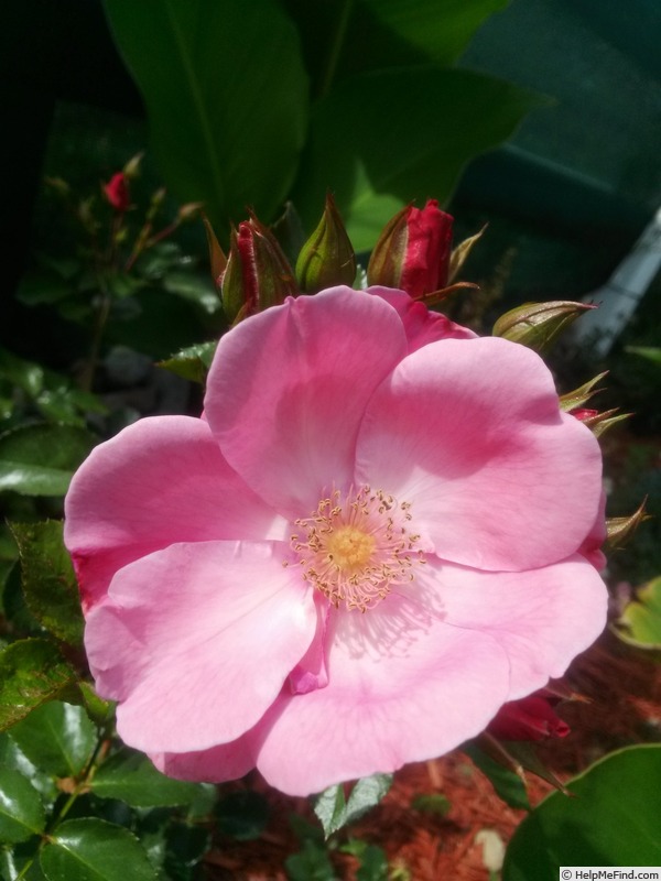 'Pink Cupcake' rose photo