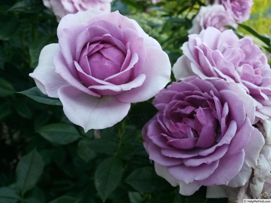 'Lavender Veranda ®' rose photo