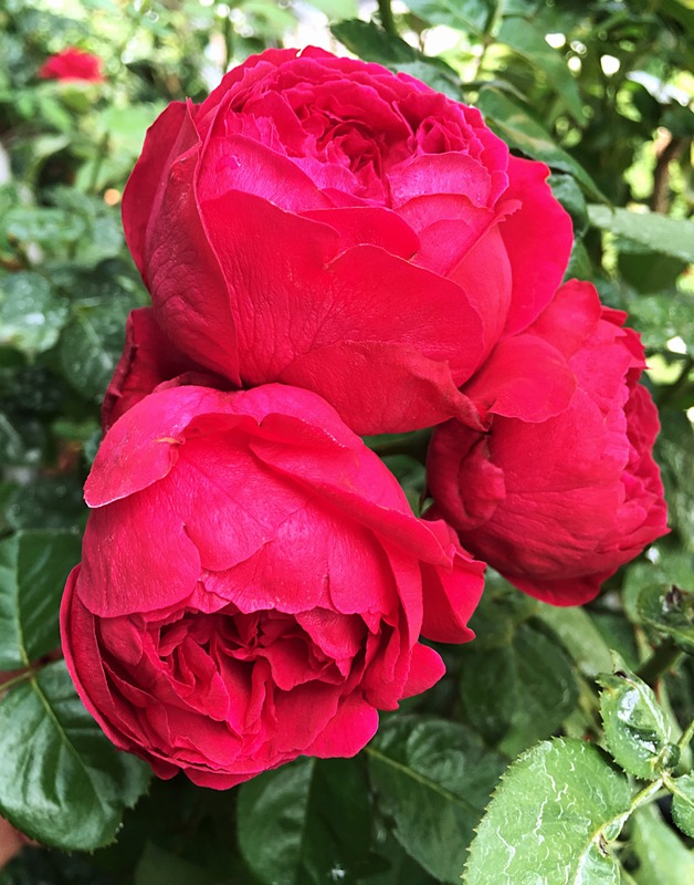 'Red Eden ™' rose photo