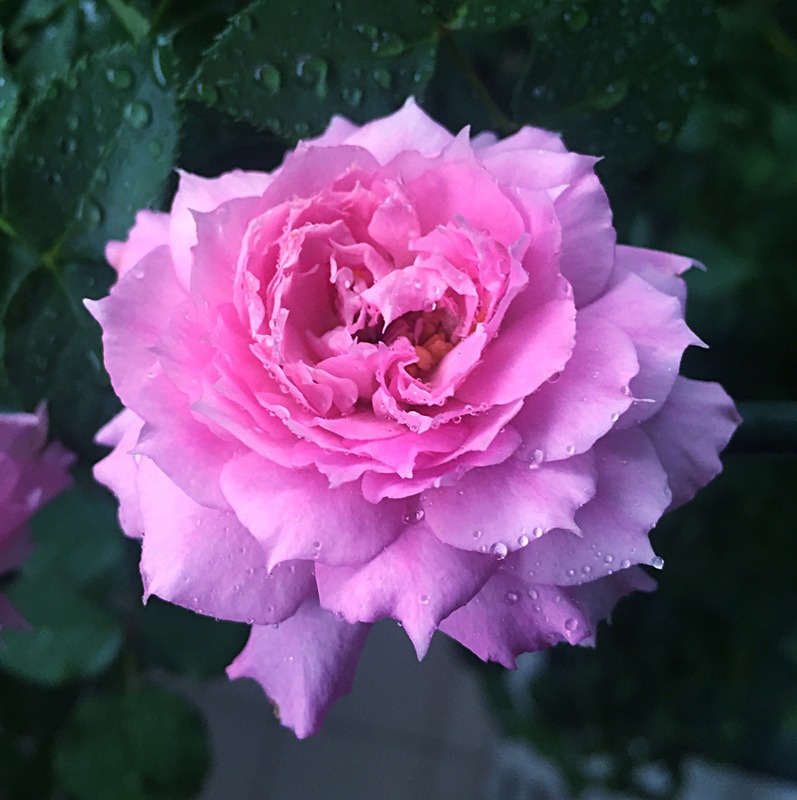 'Sheherazade ®' rose photo
