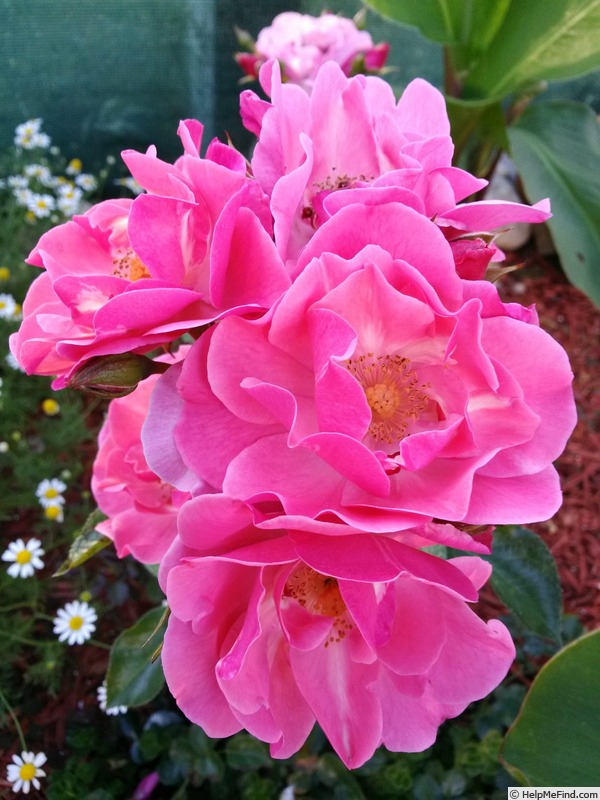 'Pink Cupcake' rose photo