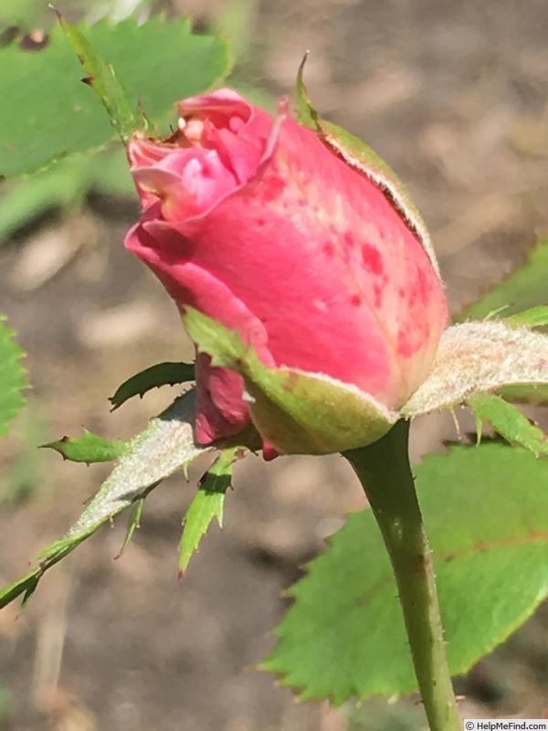 'Seedling 12-049' rose photo