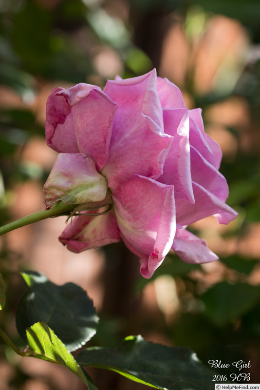 'Blue Girl (hybrid tea, Kordes, 1964)' rose photo