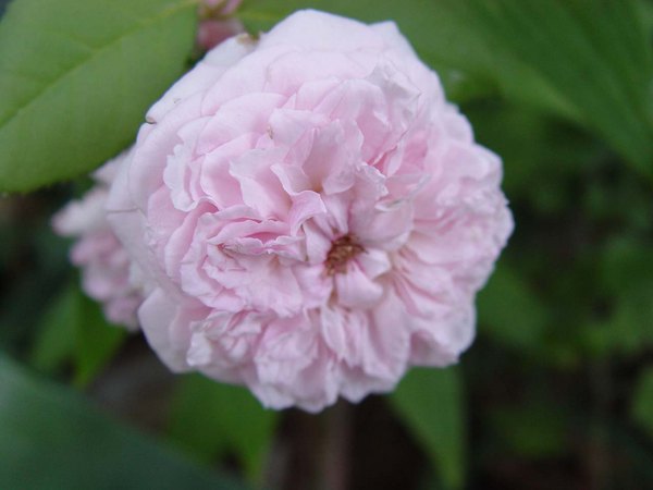 'Marquise Orsola Spinola' rose photo