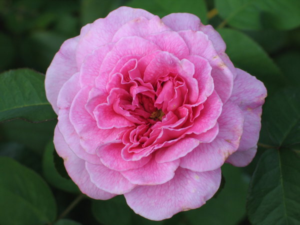 'Gertrude Jekyll ®' rose photo