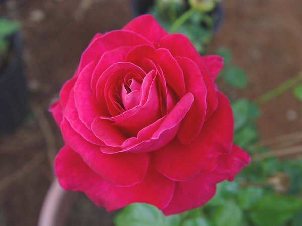 'Lady Mitchell' rose photo
