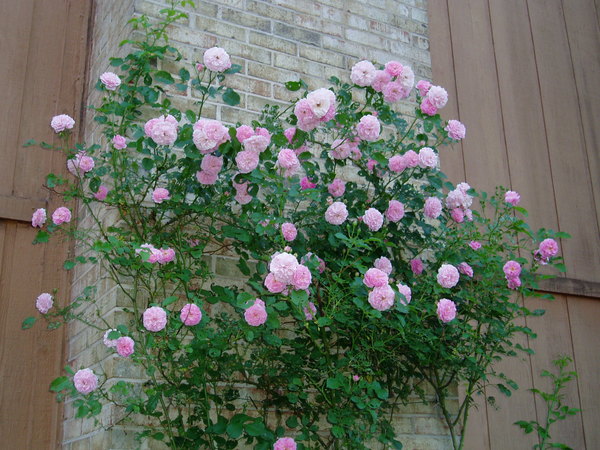 'Lavender Lassie (Hybrid Musk, Kordes, 1960)' rose photo