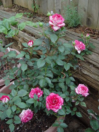 'Atlantic City' rose photo