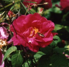 '<i>Rosa gallica</i> var. <i>officinalis</i> Ser.' rose photo