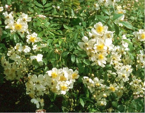 'Muscadelle' rose photo