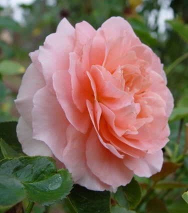 'Victorian Spice ™' rose photo