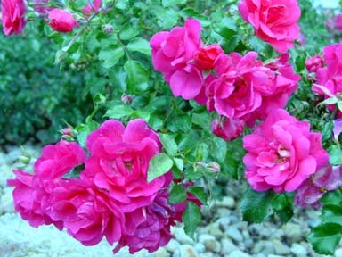 'Flower Carpet ® Pink' rose photo