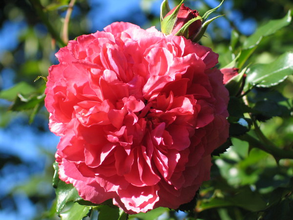 'Rosarium Uetersen' rose photo