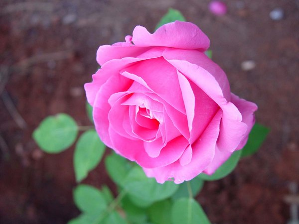 'Susan Hampshire ®' rose photo
