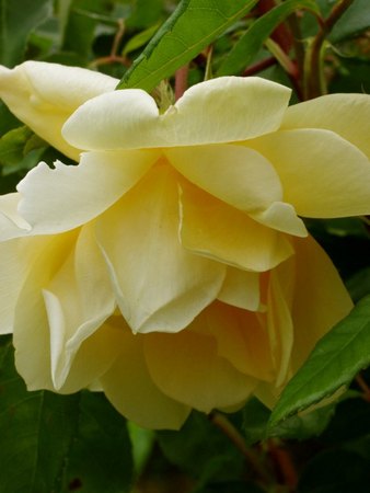 'Francesca (Hybrid Musk, Pemberton, 1922)' rose photo