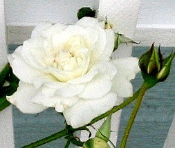 'Lace Cascade' rose photo