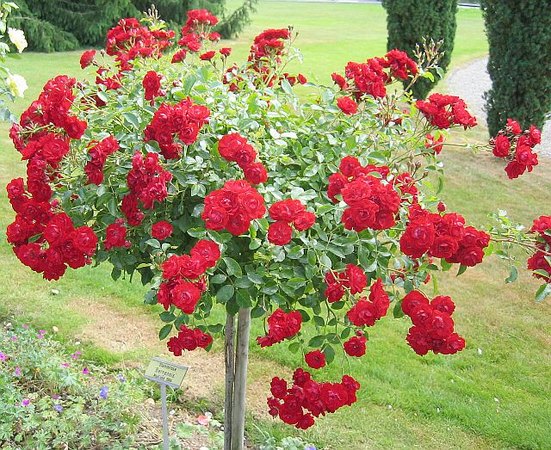 'Bernensis' rose photo