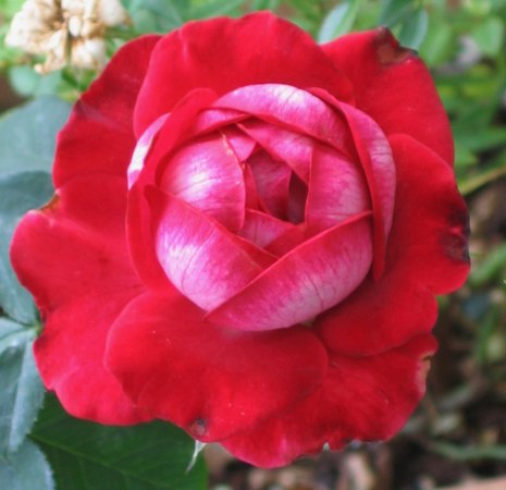 'Liberty Bell ™(hybrid tea, Kordes, 1955/63)' rose photo