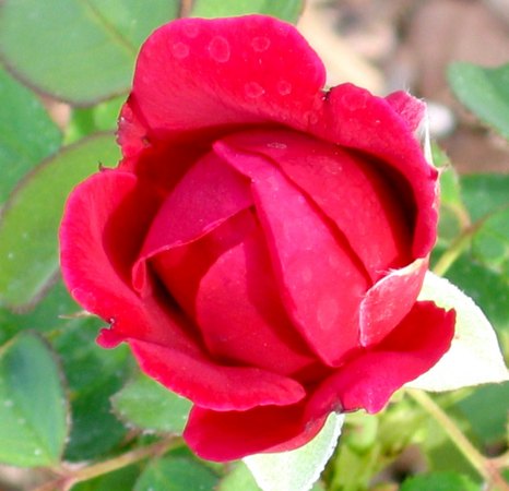 'Blaze Improved' rose photo