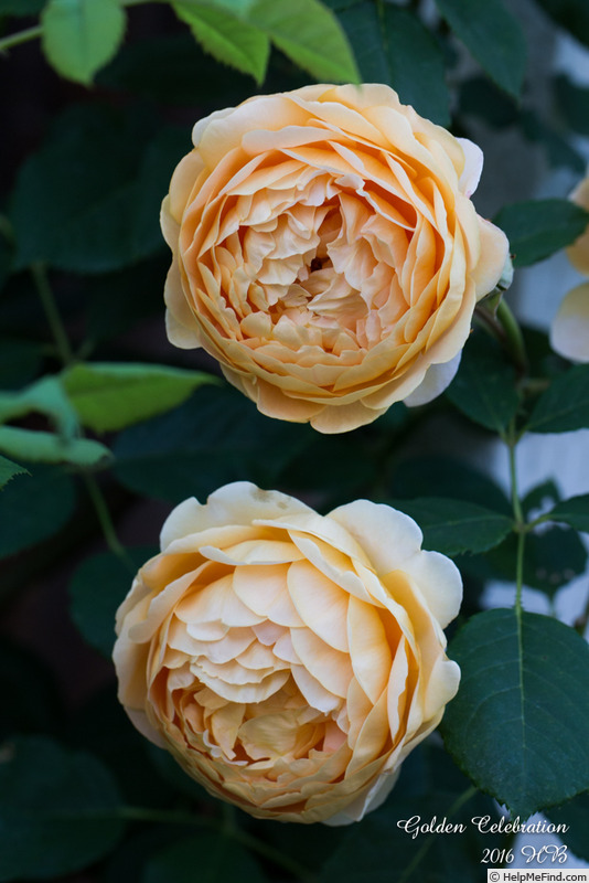 'Golden Celebration ™' rose photo