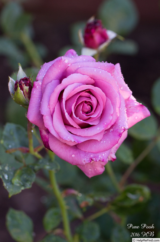 'Pure Posh' rose photo