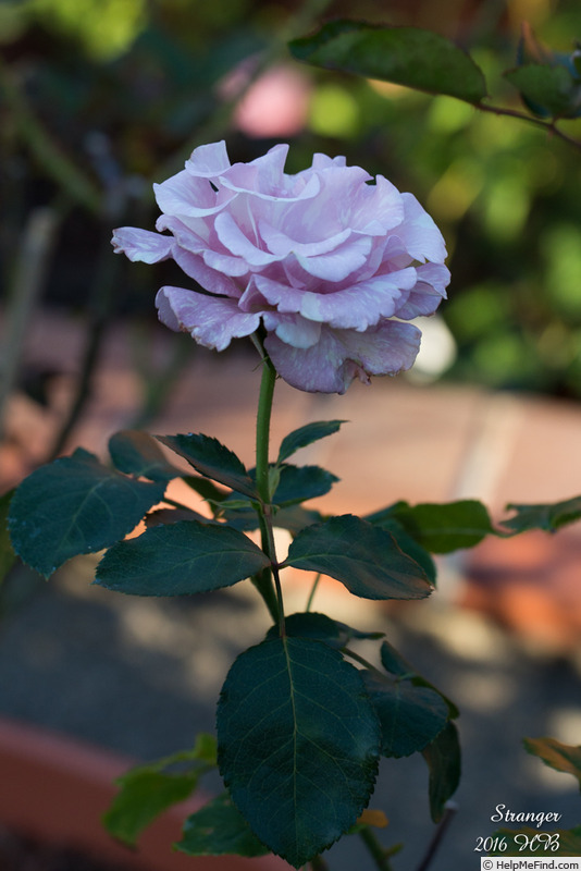 'Stranger' rose photo