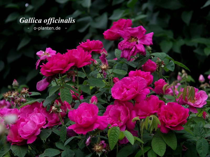 'Apothecary's Rose' rose photo
