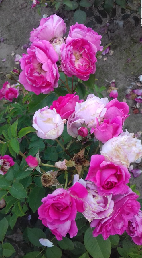 '№ 1' rose photo