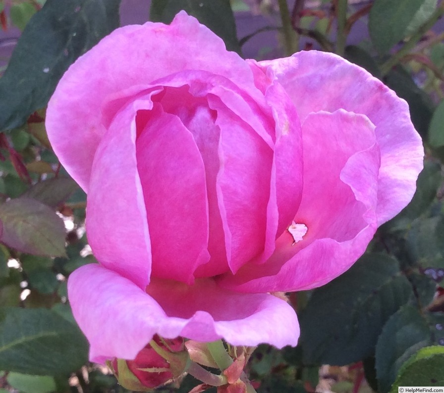'Immortal Juno' rose photo
