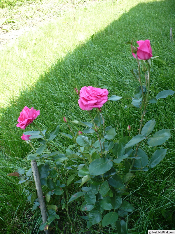 'Lancome ™' rose photo