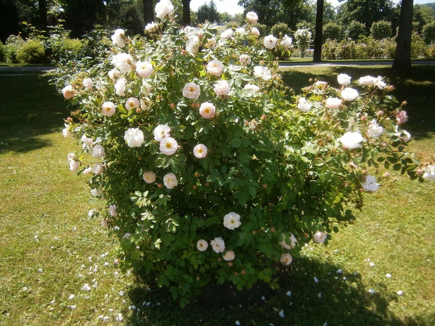 'Rosarium im Doblhoffpark'  photo