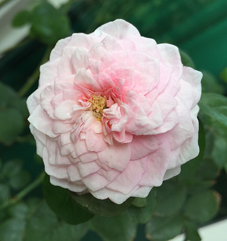 'Mon Coeur' rose photo