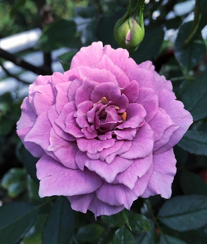 'Lavender Crystal ™' rose photo