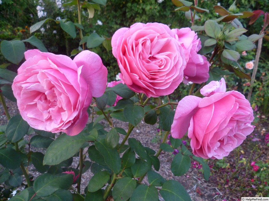 'Line Renaud ®' rose photo