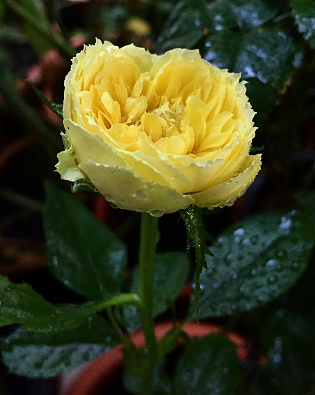 'Marselisborg Castle' rose photo