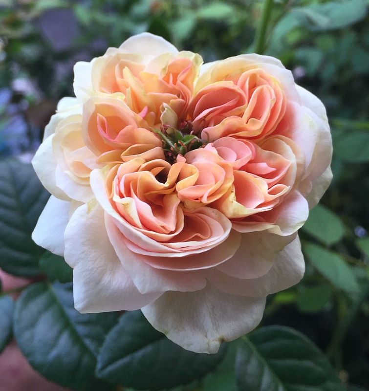 'Aphrodite ® (shrub, Evers/Tantau, 2000/06)' rose photo
