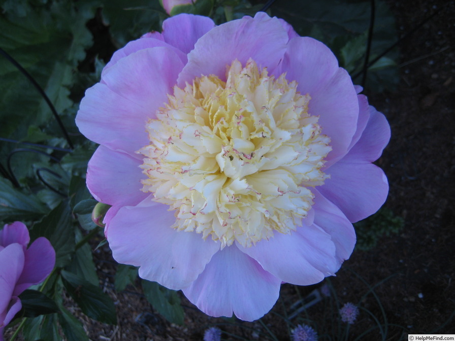 'Bowl of Beauty' peony, click to enlarge 'Bowl of Beauty' peony photo