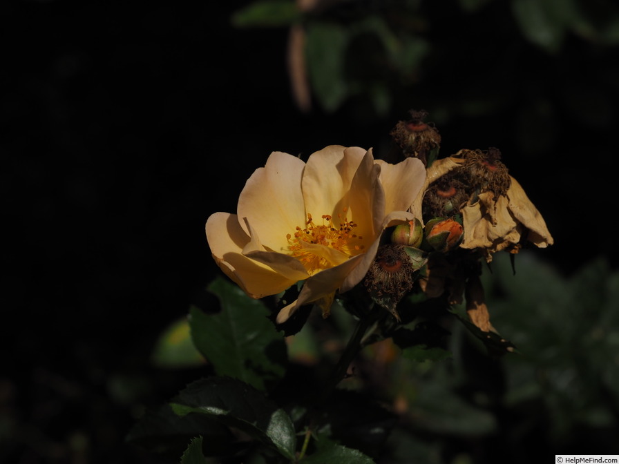 'Apricot Queen (shrub, Interplant, 1999)' rose photo