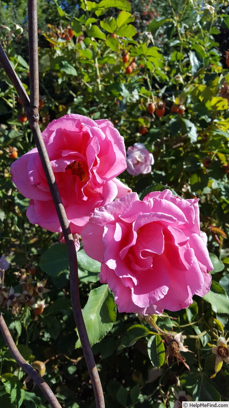 'Wild Ginger' rose photo