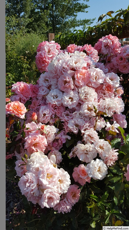 'Rhonda' rose photo