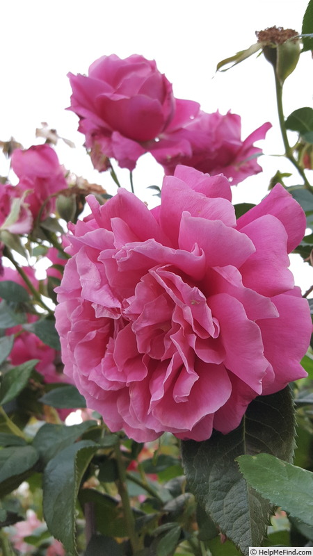 'Pretty Lady Rose™ (hybrid tea, Bédard 2012)' rose photo