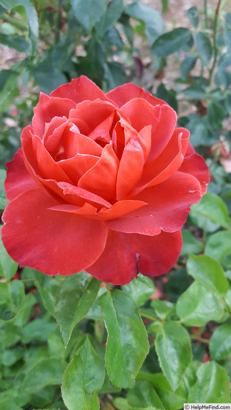 'Hot Cocoa ™ (Floribunda, Carruth 2001)' rose, click to enlarge 'Hot Cocoa ™ (Floribunda, Carruth 2001)' rose photo