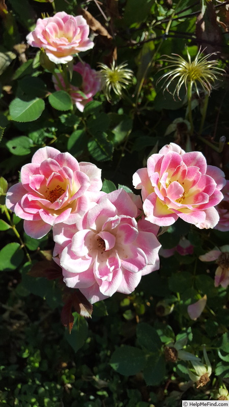 'Whimsy' rose photo