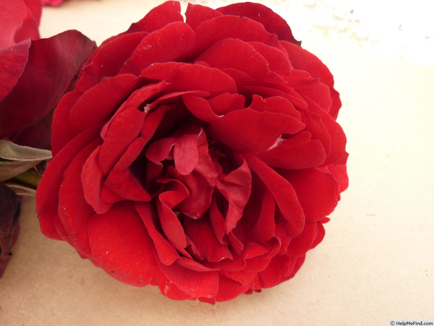 'Scarlet Knight' rose photo